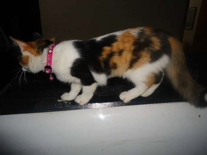 Gato ra a SRD idade 2 anos nome Khalessi