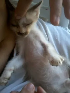 Gato ra a Seamês idade 2 a 6 meses nome Charles