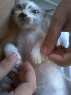 Gato raça Seamês idade 2 a 6 meses nome Charles