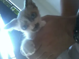 Gato ra a Seamês idade 2 a 6 meses nome Charles