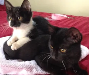 Gato raça SRD idade 2 a 6 meses nome Caco e Felix