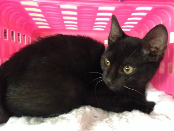 Gato raça SRD idade 2 a 6 meses nome Caco e Felix