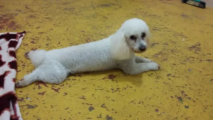 Cachorro ra a Poodle  idade 2 anos nome Nino