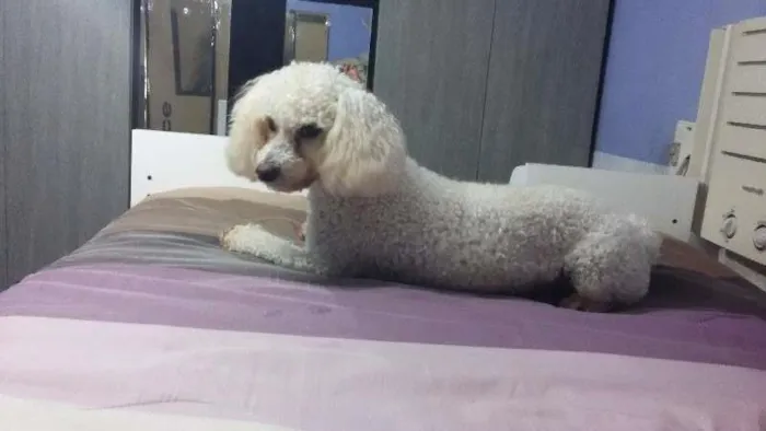 Cachorro ra a Poodle  idade 2 anos nome Nino