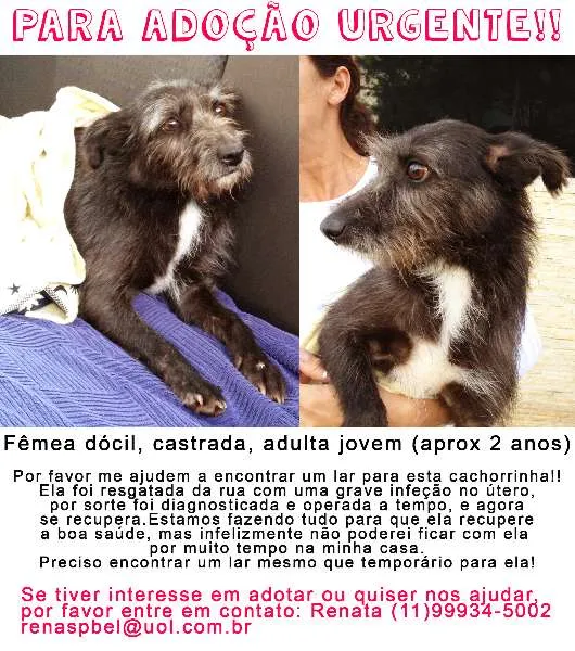 Cachorro ra a SRD idade 2 anos nome Breja