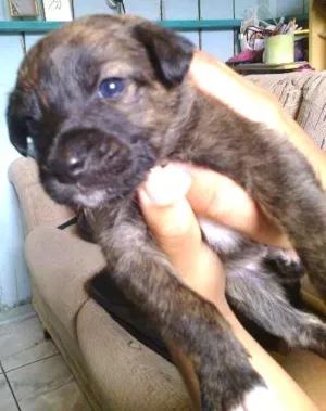 Cachorro raça dober colen com vira-lata idade Abaixo de 2 meses nome Sem nome ainda
