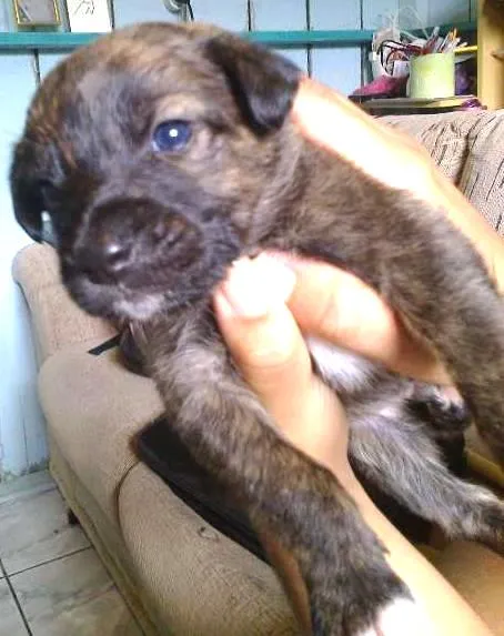Cachorro ra a dober colen com vira-lata idade Abaixo de 2 meses nome Sem nome ainda