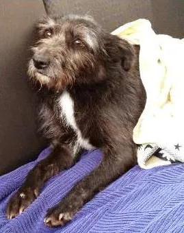 Cachorro raça SRD idade 2 anos nome Breja