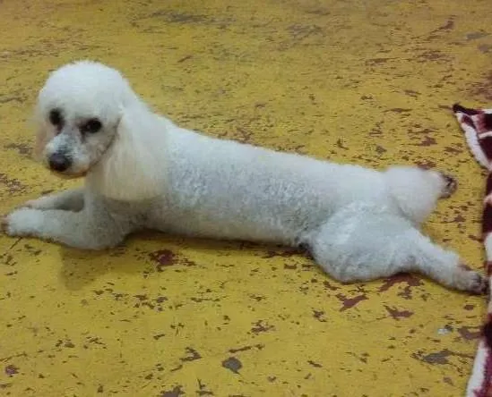 Cachorro ra a Poodle  idade 2 anos nome Nino