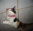 Khalessi
