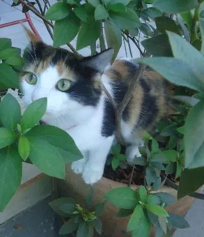 Gato ra a SRD idade 2 anos nome Khalessi