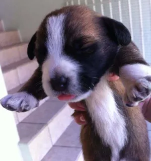 Cachorro raça SRD idade Abaixo de 2 meses nome Fofinhos
