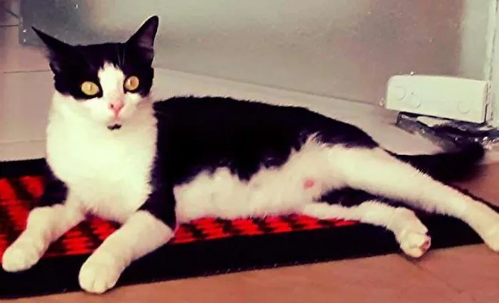 Gato ra a Gatinha olandesa idade 2 anos nome Valquiria