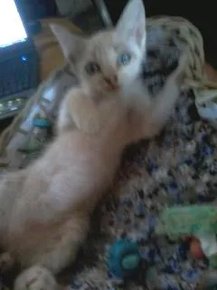 Gato raça Seamês idade 2 a 6 meses nome Geovane