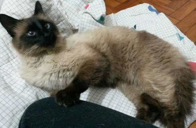 Gato ra a Siamês idade 3 anos nome Desconhecido