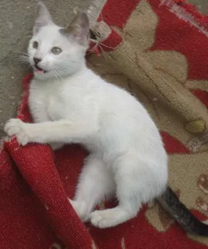 Gato raça SRD idade 2 a 6 meses nome Bebê