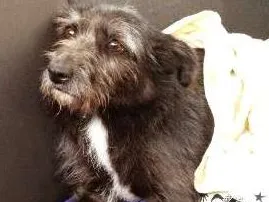 Cachorro ra a SRD idade 2 anos nome Breja