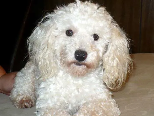 Cachorro ra a POODLE idade 3 anos nome FREED GRATIFICA