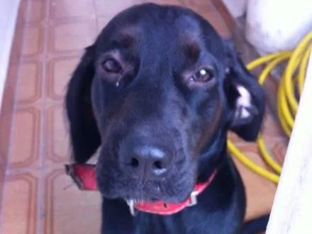 Cachorro ra a Labrador (misturado?) idade 2 a 6 meses nome Não sabemos 