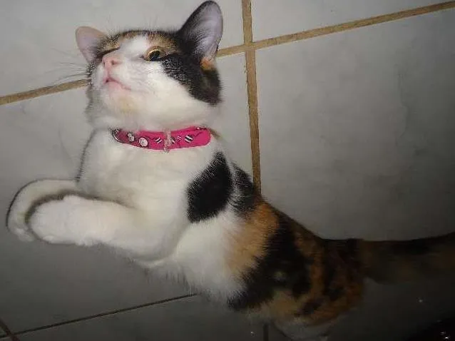 Gato ra a SRD idade 2 anos nome Khalessi