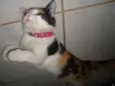 Khalessi