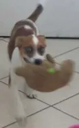 Loki
