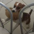 Loki