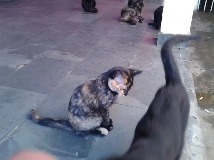 Gato raça  idade 2 a 6 meses nome varios