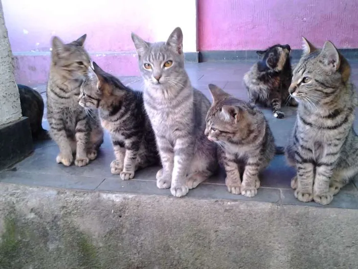 Gato raça  idade 2 a 6 meses nome varios