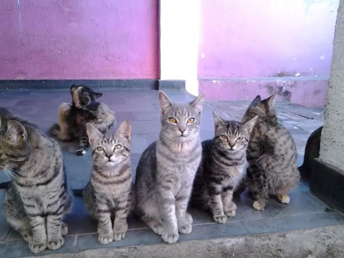 Gato raça  idade 2 a 6 meses nome varios