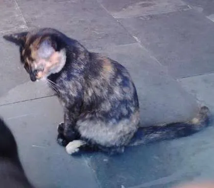 Gato raça  idade 2 a 6 meses nome varios