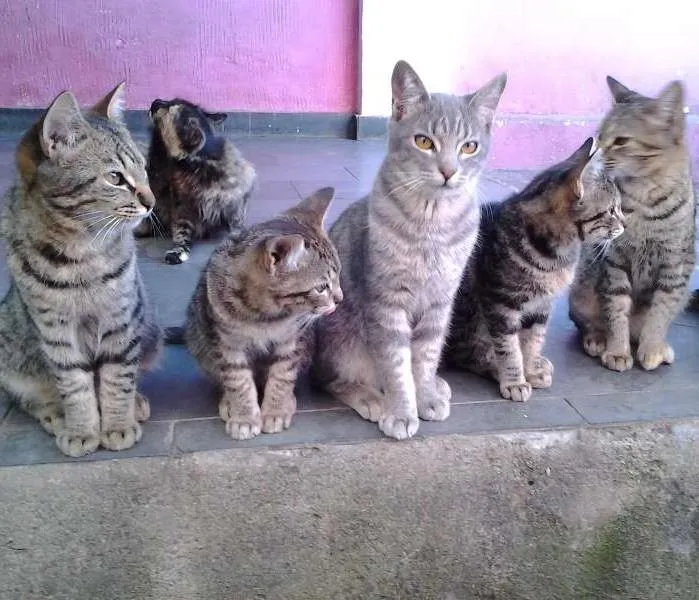Gato raça  idade 2 a 6 meses nome varios