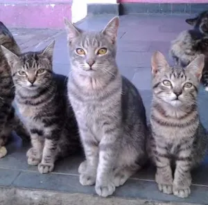 Gato raça  idade 2 a 6 meses nome varios
