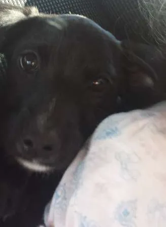 Cachorro ra a indefinida idade 2 a 6 meses nome Fiona