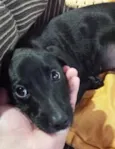 Fiona