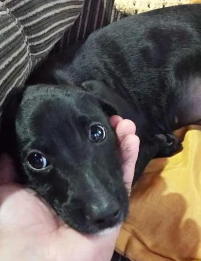 Cachorro ra a indefinida idade 2 a 6 meses nome Fiona