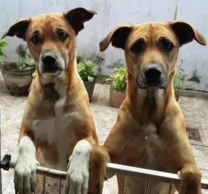Cachorro raça SRD idade 3 anos nome Paloma e Pandora