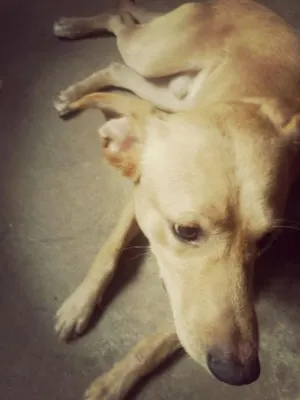 Cachorro raça Golden idade 1 ano nome Apollo