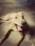 Apollo