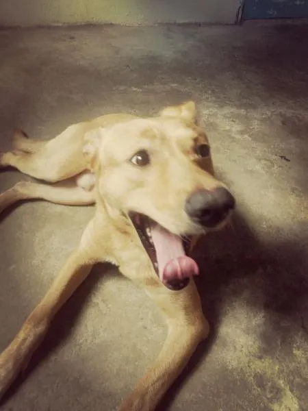 Cachorro ra a Golden idade 1 ano nome Apollo
