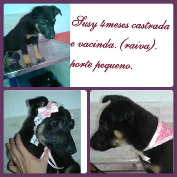 Cachorro ra a SRD idade 2 a 6 meses nome SUSY