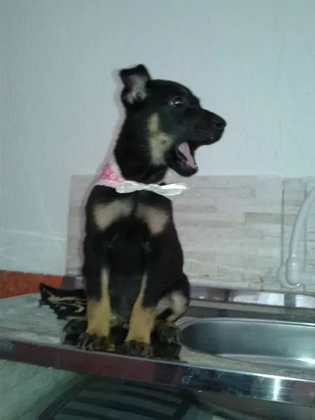 Cachorro ra a SRD idade 2 a 6 meses nome SUSY
