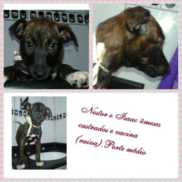 Cachorro ra a SRD idade 2 a 6 meses nome NESTOR E ISAAC