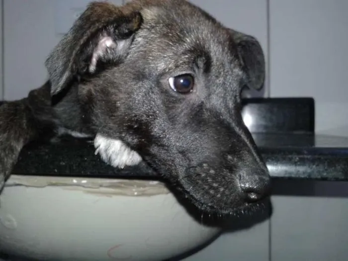 Cachorro ra a SRD idade 2 a 6 meses nome NESTOR E ISAAC