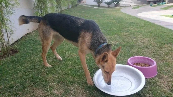 Cachorro ra a Pastor alemão idade  nome ?