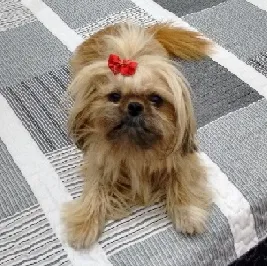 Cachorro ra a Pequinez idade 4 anos nome Samantha