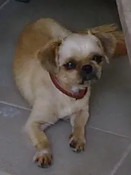 Cachorro ra a Pequinez idade 4 anos nome Samantha