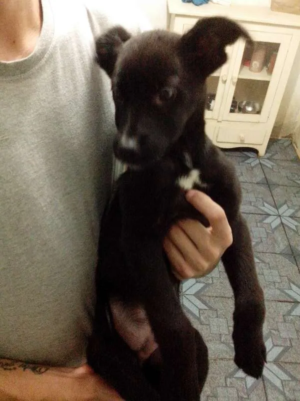 Cachorro ra a SRD idade 2 a 6 meses nome Tim