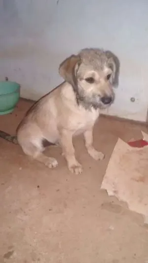 Cachorro raça SRD idade 2 a 6 meses nome Mel e Spike