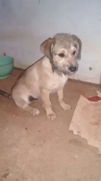 Cachorro ra a SRD idade 2 a 6 meses nome Mel e Spike